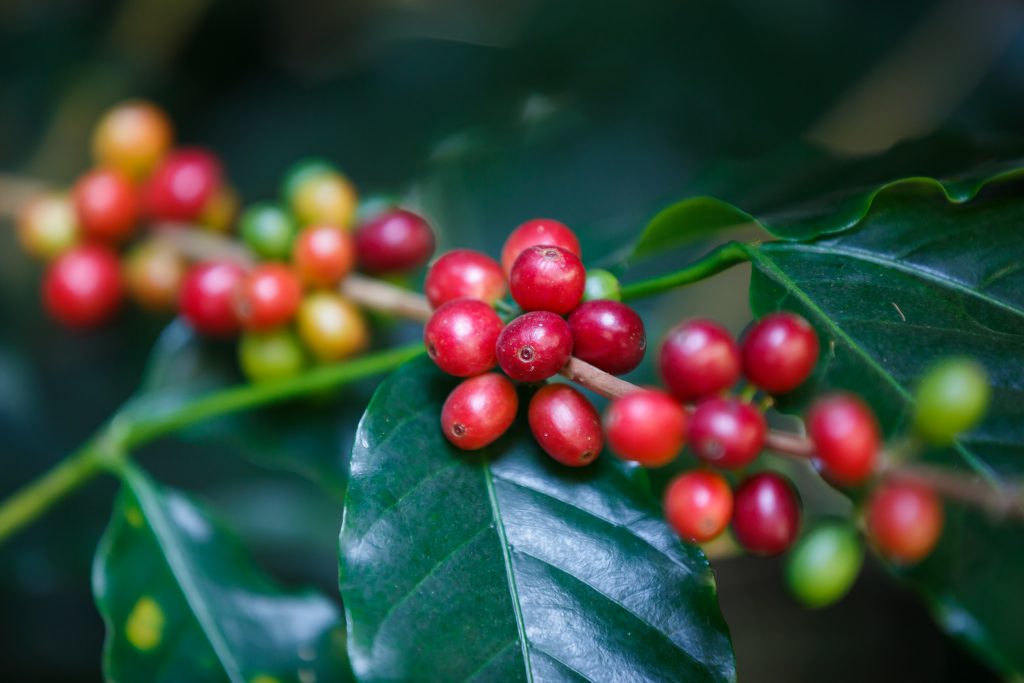  The Different Types Of Coffee Beans And Their Variations | Coffee Brew Mag